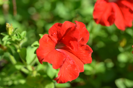 Petunias flowersの写真素材