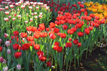 Tulip flowers gardenの写真素材