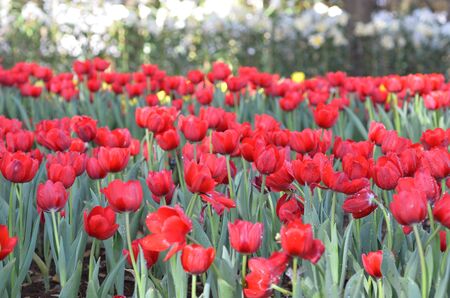 Tulip flowers gardenの写真素材