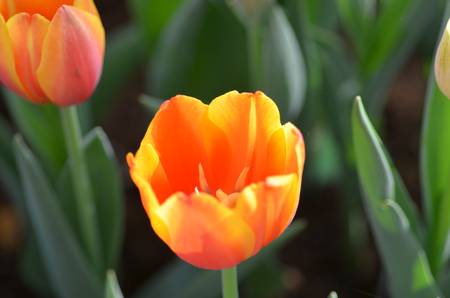 Tulip flowers gardenの写真素材