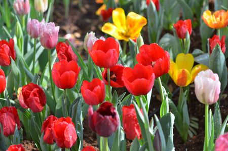 Tulip flowers gardenの写真素材