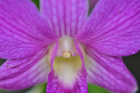 Purple orchidの写真素材