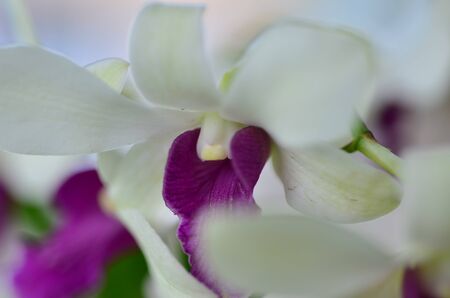 White Purple orchidの写真素材