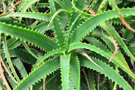 Cactus in the greenhouse  Chiangmai Thailandの写真素材