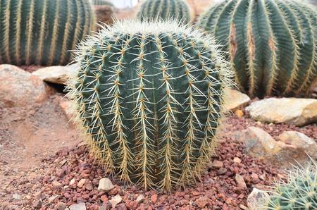 Cactus in the greenhouse  Chiangmai Thailandの写真素材