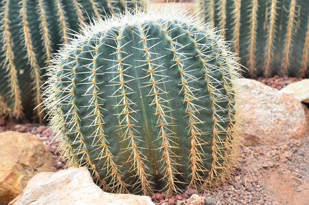 Cactus in the greenhouse  Chiangmai Thailandの写真素材