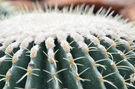 Cactus in the greenhouse  Chiangmai Thailandの写真素材