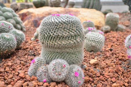 Cactus in the greenhouse  Chiangmai Thailandの写真素材