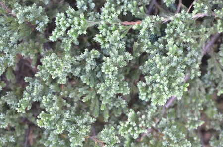 Little Pine in the gardenの写真素材