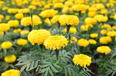 Marigold in the gardenの写真素材