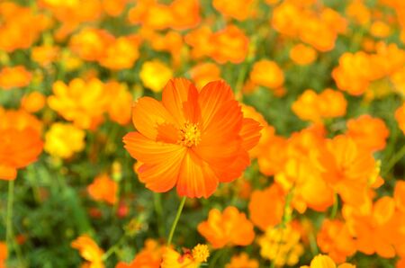 Orange Cosmos Flower in the garden Chiangmai Thailandの写真素材