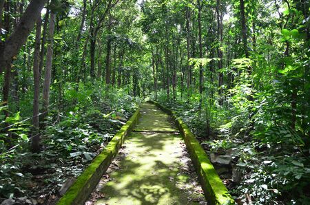 Green  staircase to forsetの写真素材