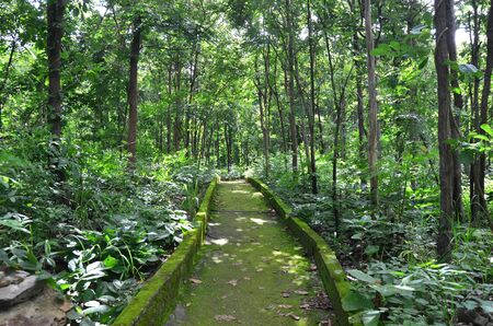 Green  staircase to forsetの写真素材