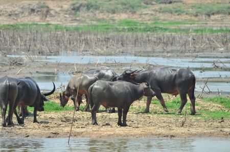 Buffalos in the laguneの写真素材