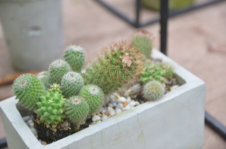 Cactus in the vaseの写真素材