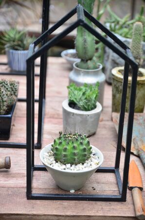 Cactus in the vaseの写真素材
