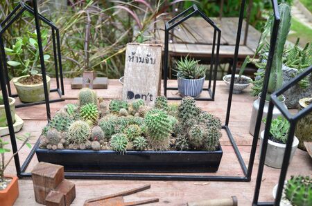 Cactus in the vaseの写真素材