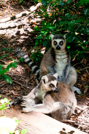Ring-tailed lemurs sitting in the treesの写真素材