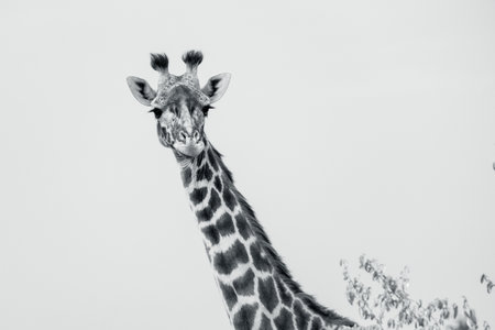Giraffe towers above the bush in the Maasai Mara, Kenyaの写真素材