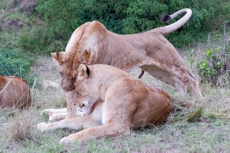 Lionesses nuzzle in the Maasai Mara, Kenyaの写真素材