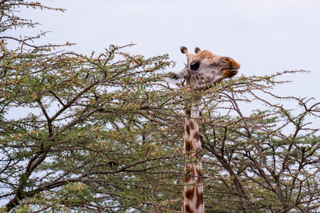 Giraffe peeks through the bush in the Maasai Mara, Kenyaの写真素材