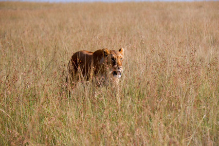 Lioness stalking in the grass in the Maasai Maraの写真素材