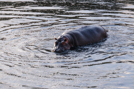 Hippo sits in a river on a summer day in the Maasai Maraの写真素材