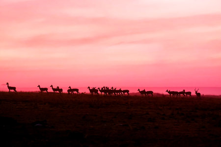A herd of impala walking along the savanna at sunrise during summer in the Maasai Maraの写真素材