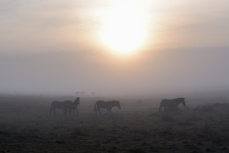 Zebras walk the grasslands of the Maasai Mara National Reserve, Kenyaの写真素材
