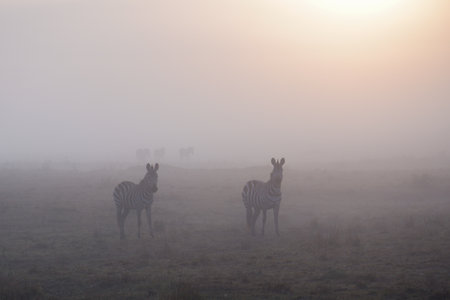 Zebras walk the grasslands of the Maasai Mara National Reserve, Kenyaの写真素材