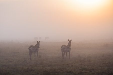 Zebras walk the grasslands of the Maasai Mara National Reserve, Kenyaの写真素材