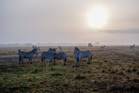 A harem of zebras walk the grasslands of the Maasai Mara National Reserve, Kenyaの写真素材