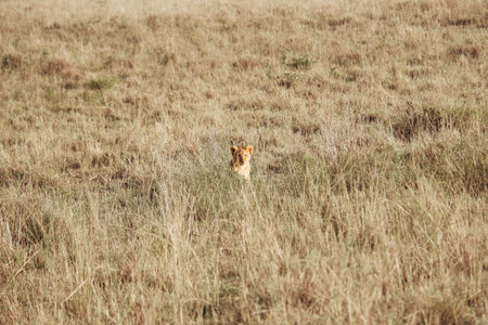 Lion cub sitting in the grass, Maasai Mara, Kenyaの写真素材