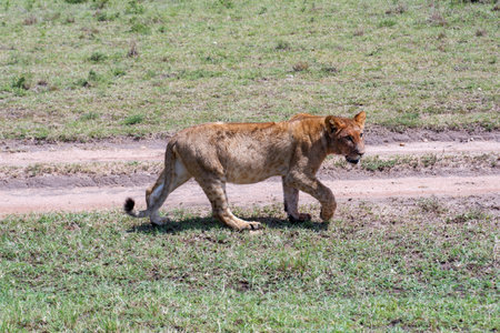Young lion walks across grasslands in the Maasai Mara, Kenya