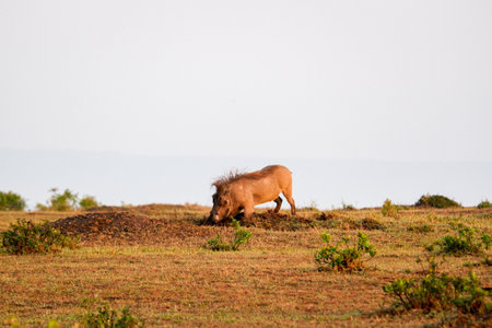 A warthog kneels to excavate dirt in the Maasai Maraの写真素材