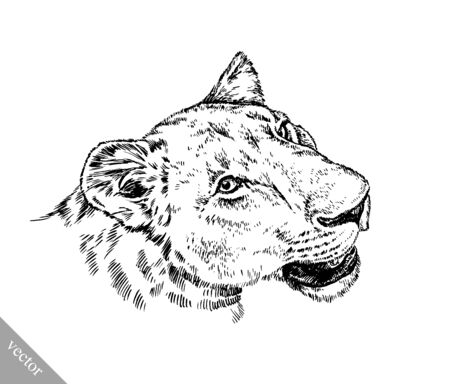 black and white brush painting ink draw vector isolated lion illustrationの写真素材
