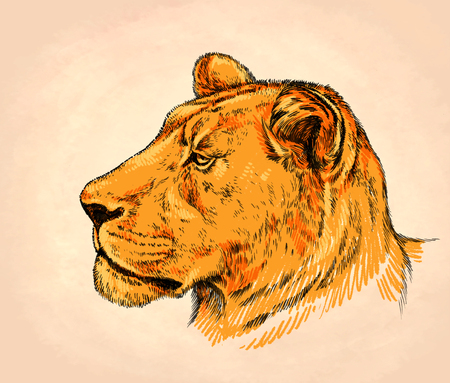 color brush painting ink draw isolated lion illustrationの写真素材