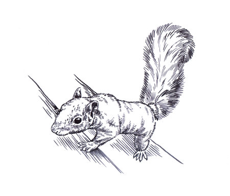 black and white engrave ink draw isolated squirrel illustrationの写真素材