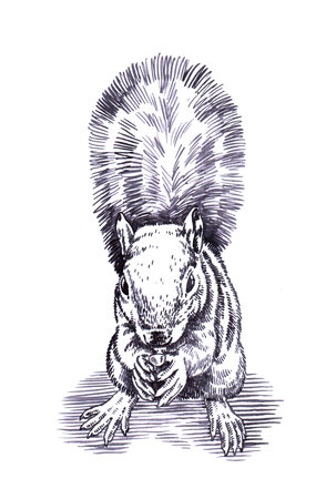 black and white engrave ink draw isolated squirrel illustrationの写真素材