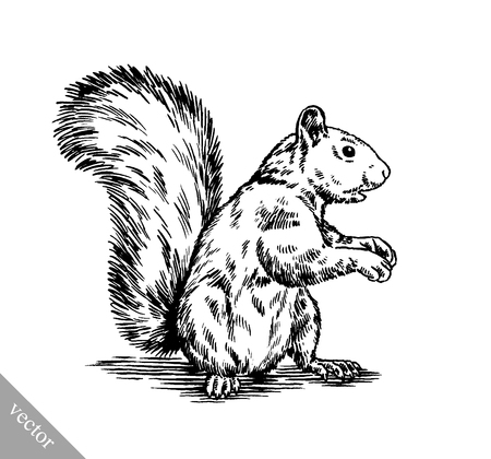 black and white engrave ink draw isolated squirrel illustrationのイラスト素材