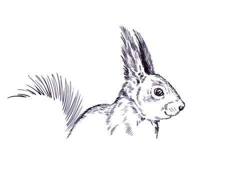 black and white engrave ink draw isolated squirrel illustrationの写真素材