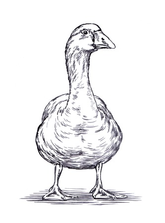 black and white engrave ink draw isolated duck illustrationの写真素材