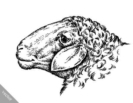 black and white engrave ink draw vector sheep illustrationのイラスト素材