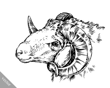 black and white engrave ink draw vector sheep illustrationのイラスト素材