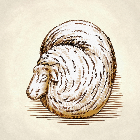 color engrave ink draw sheep detail illustrationの写真素材