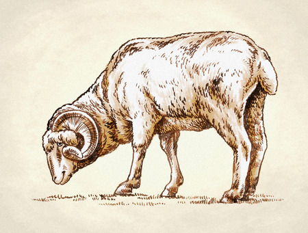 color engrave ink draw sheep detail illustrationの写真素材