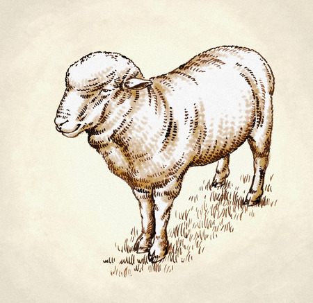 color engrave ink draw sheep detail illustrationの写真素材