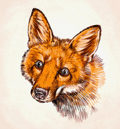 color engrave handmade ink draw fox illustrationの写真素材