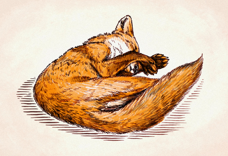 color engrave handmade ink draw fox illustrationの写真素材