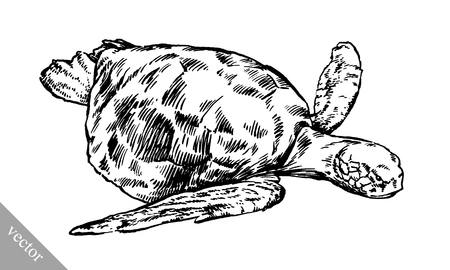 black and white engrave ink draw vector turtle illustrationのイラスト素材